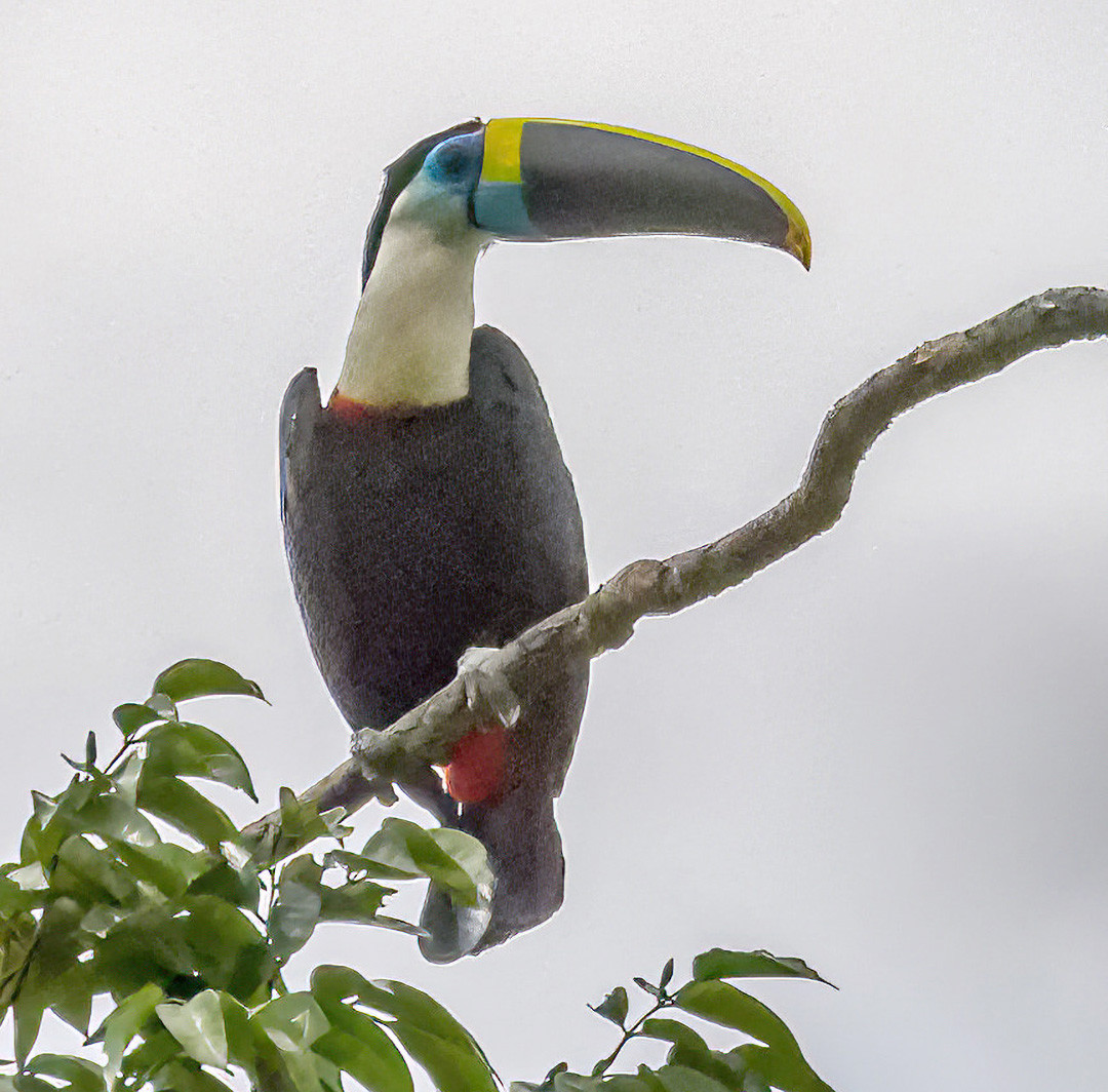 image White-throated Toucan